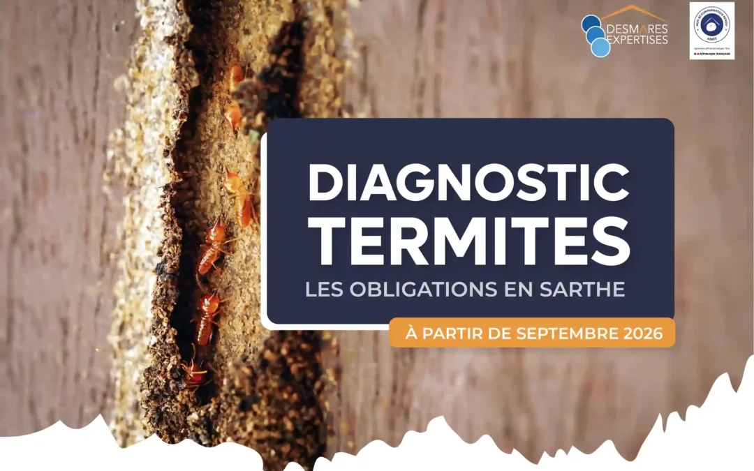 visuel-article-diagnostic-termites